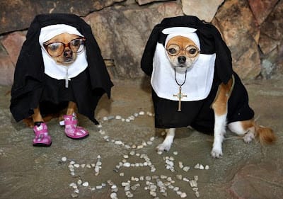 Dos perritas disfrazadas de monjas