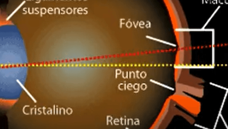 Partes del ojo humano